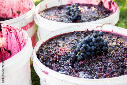 Cuadro en lienzo Grapes in white buckets