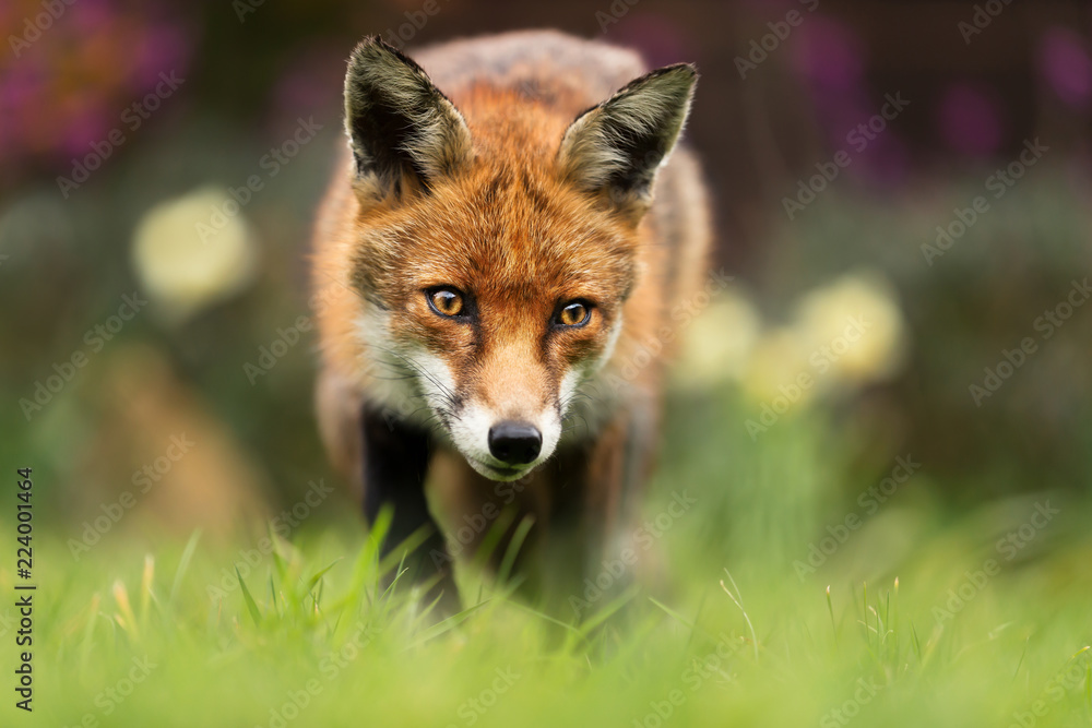Portrait of a Red fox Portrait of a Red fox