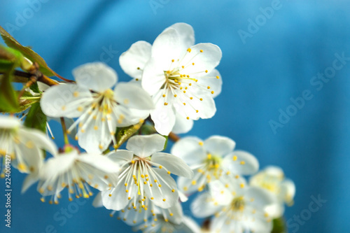 Beautiful white cherry blossom background