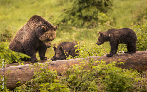 Cute brown grizzly bear family Ursus arctos playing on lying trunk of death tree. Wildlife photography scene of secret animal family life in nature habitat