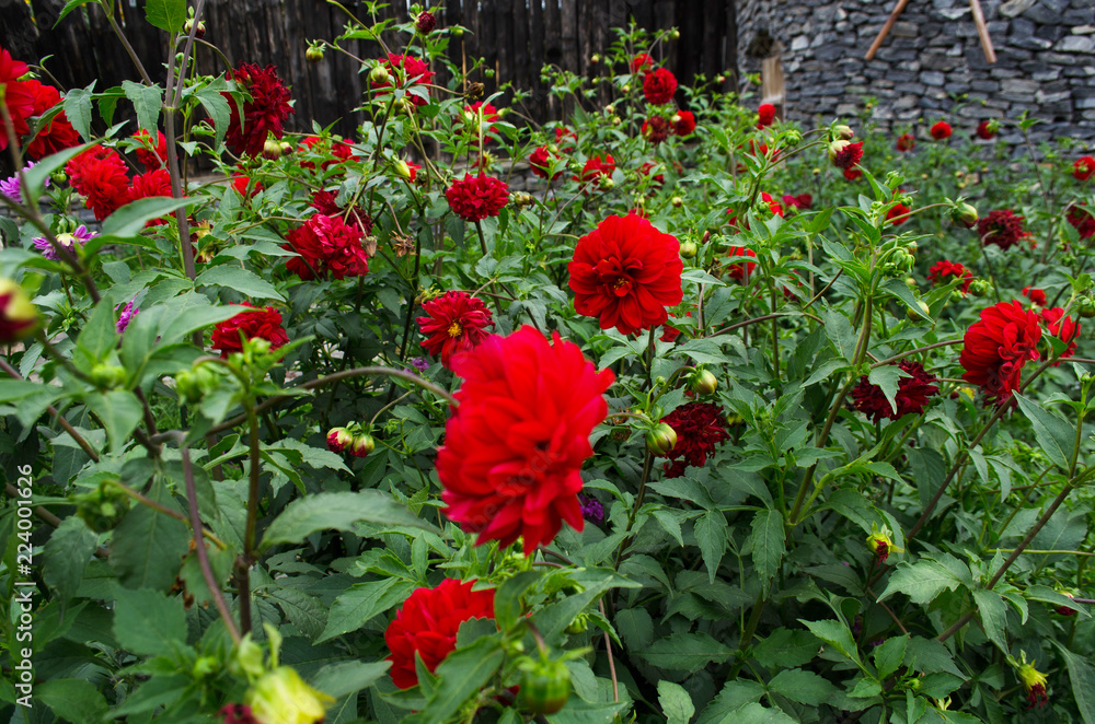 red flowers in the field red flowers in the field