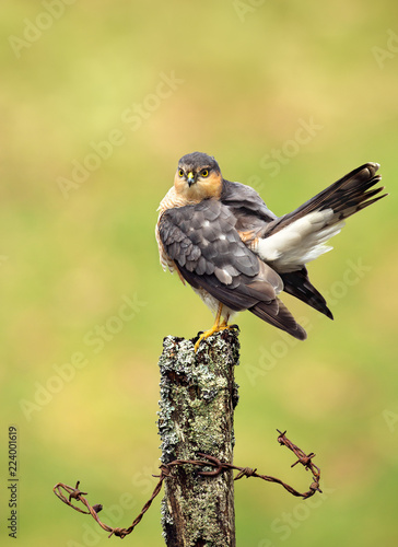 Eurasian Sparrowhawk preening on a wooden post