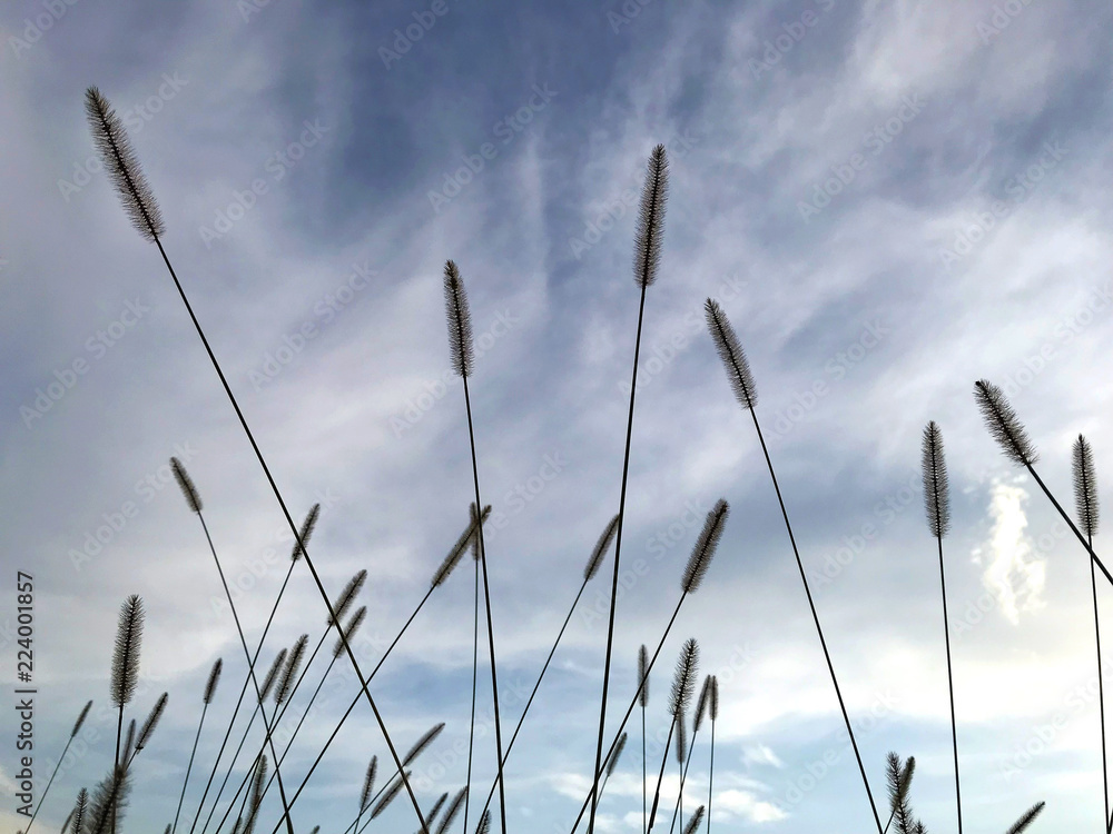 Fototapeta premium Spikelets of grass against the blue sky.