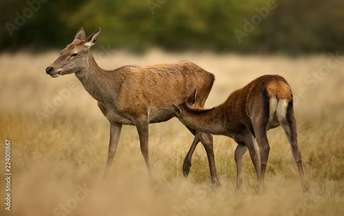 Red deer hind feeding her calf