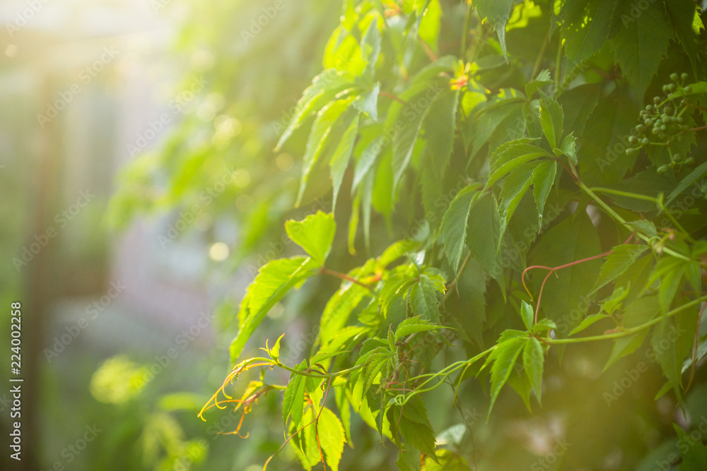 Naklejka premium Parthenocissus tricuspidata (Virginia creeper) in the garden. Shallow depth of field.