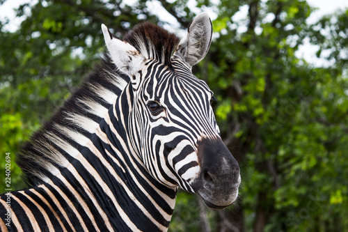 Closeup of zebra looking at camera