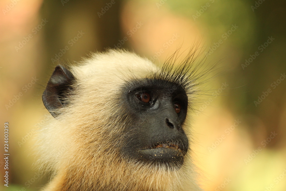 Obraz premium monkey