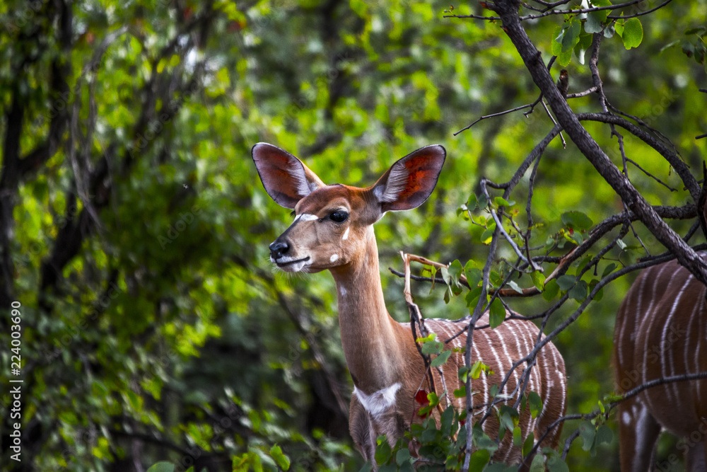 Baby deer standing in clearing Baby deer standing in clearing