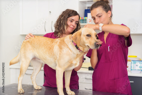 Hearing checkup of a dog in veterinary clinic