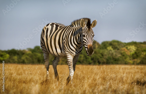 Zebra walk in savannah