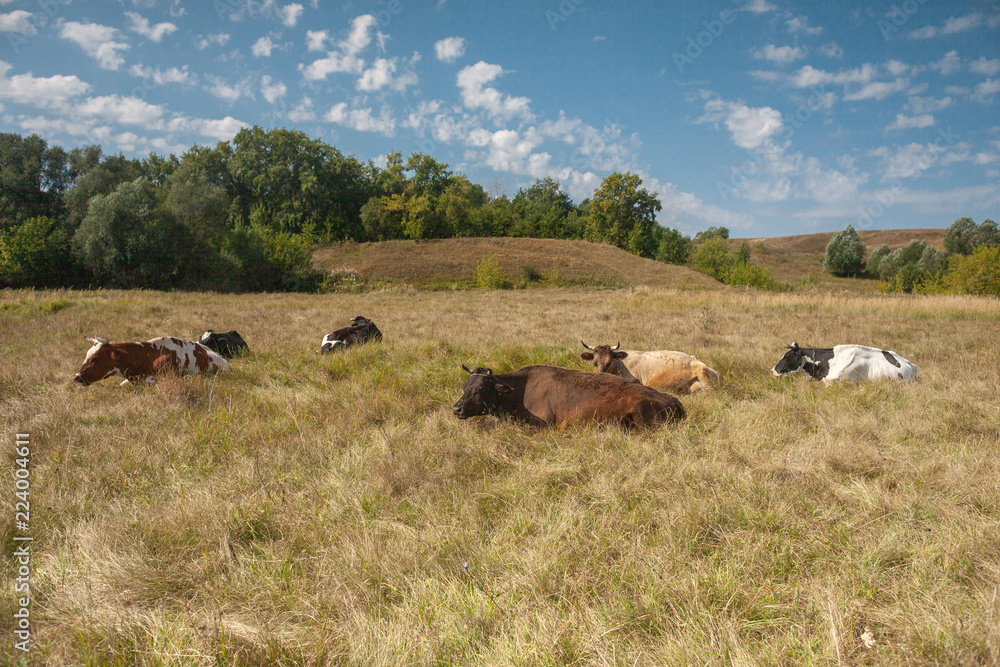 cows herd on pastuure grass field at sunny day