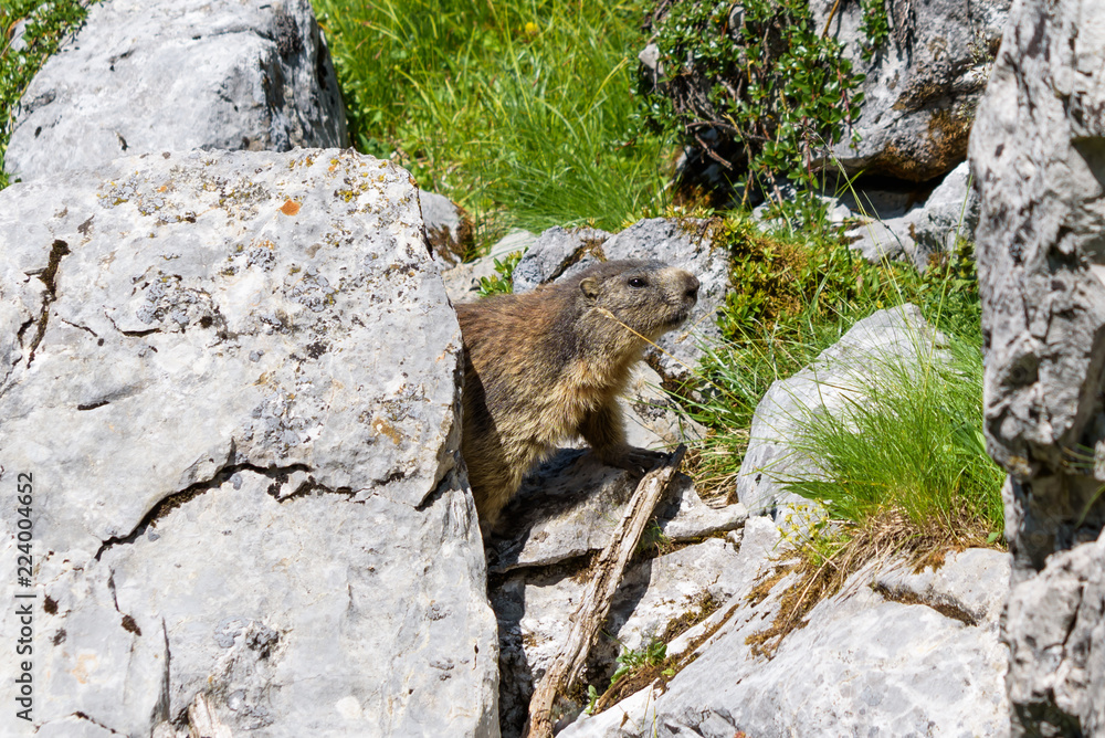 Murmeltier Im Sommer In Lech Am Arlberg Auf Einem Stein In Den Alpen murmeltier-im-sommer-in-lech-am-arlberg-auf-einem-stein-in-den-alpen