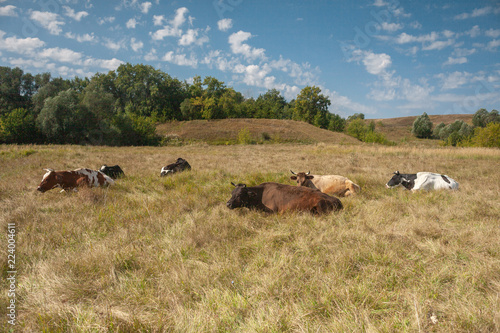 cows herd on pastuure grass field at sunny day