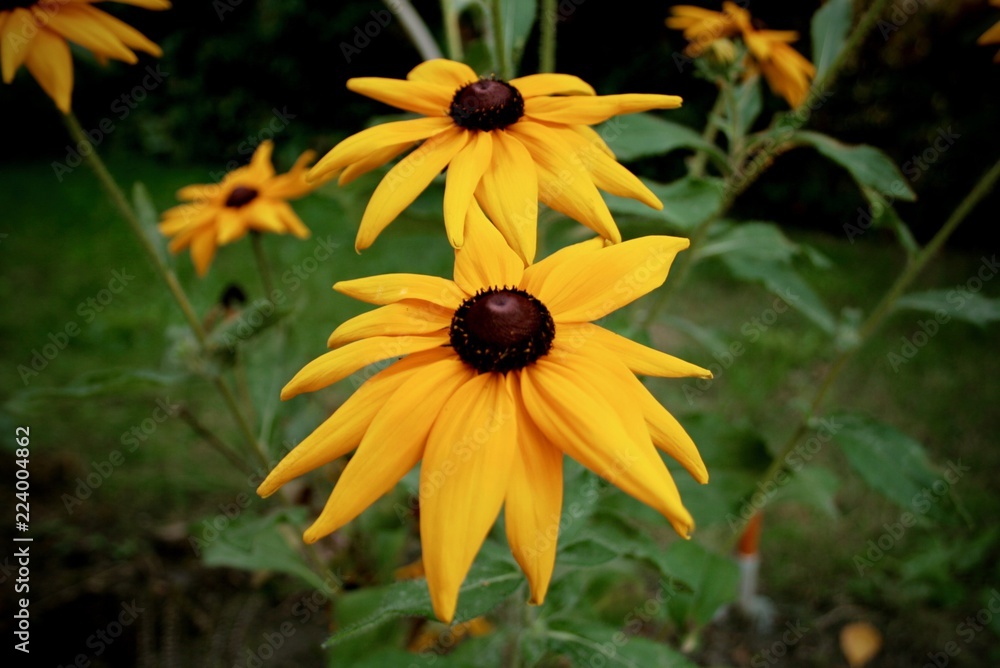 Two rudbeckia flowers in late summer garden Two rudbeckia flowers in late summer garden