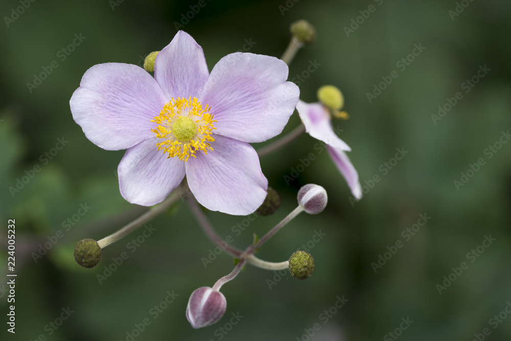 Obraz premium Lila Herbst-Anemone