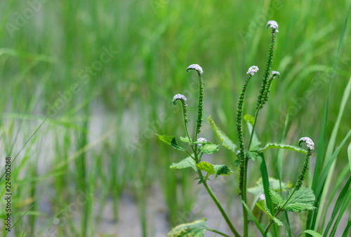 Heliotropium indicum L. Close up view and copy space of Alacransillo are weeds grow well in wetlands. photo