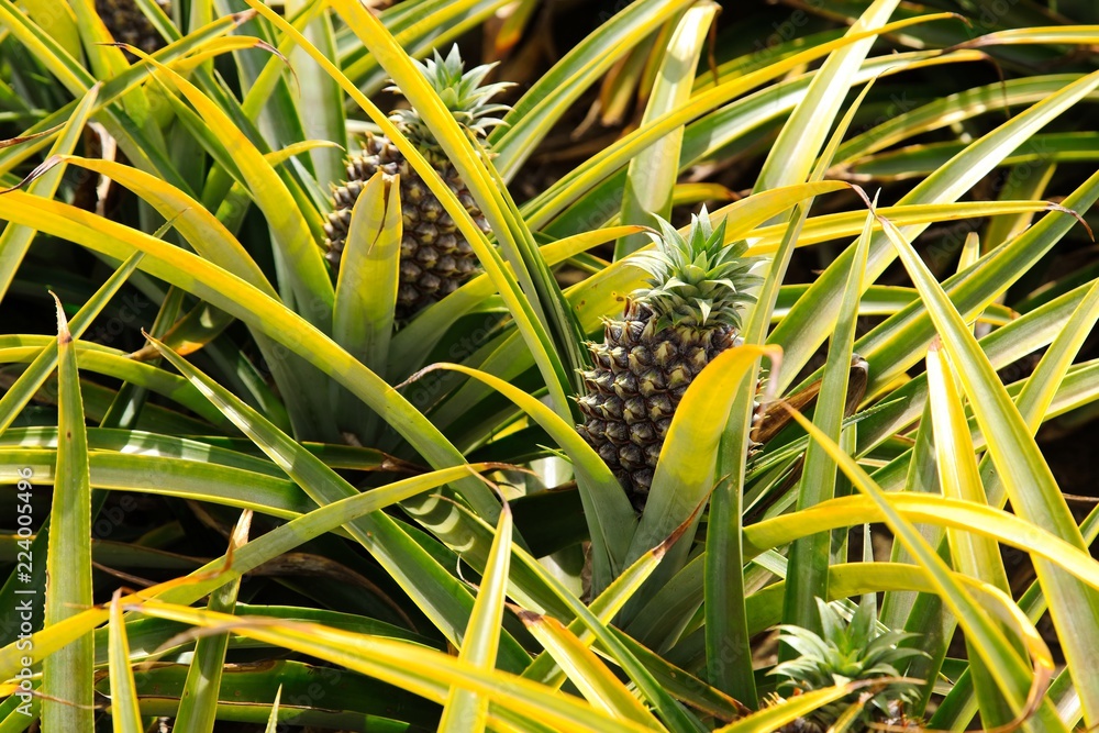 Pineapples being grown on a farm in South Africa. This image can be used to represent agriculture. Pineapples being grown on a farm in South Africa. This image can be used to represent agriculture.