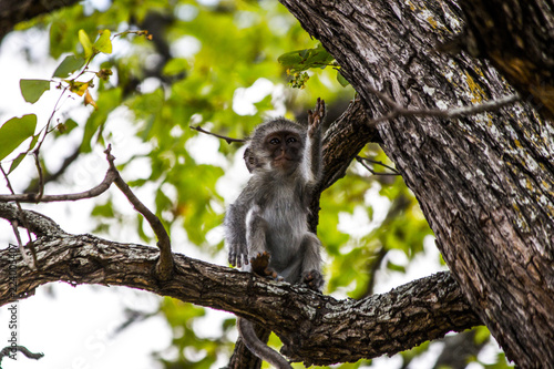 Baby monkey in tree reaching up to grab fruit