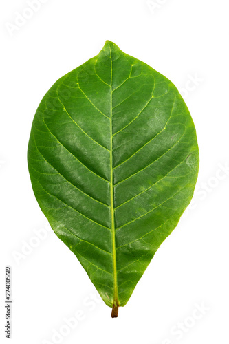 green Indian-almond leave - clipping path