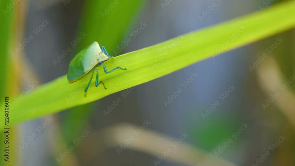 Slow motion video of macro stink bug on green rice plant in paddy field at countryside in Chiangmai, Thailand (High Speed Video) Slow motion video of macro stink bug on green rice plant in paddy field at countryside in Chiangmai, Thailand (High Speed Video)