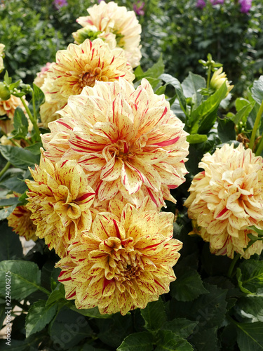 Fototapeta Naklejka Na Ścianę i Meble -  Dahlias, summer and autumn flowers. 