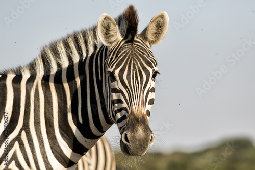 Fototapeta Naklejka Na Ścianę i Meble -  muzzle of a zebra