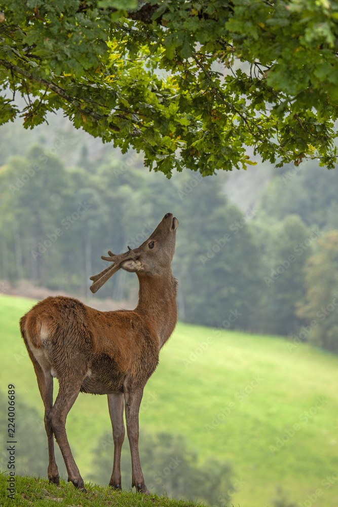 Fototapeta premium Wild