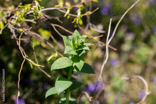 The young plant is drawn to the sunlight