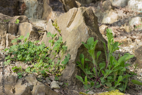 Plants on the stony slope. Grass on a stone. Alive and inanimate.