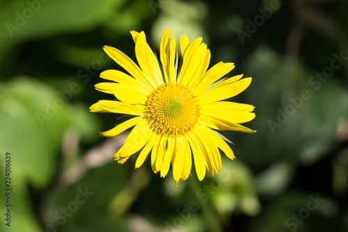 Yellow flower close-up on a green background