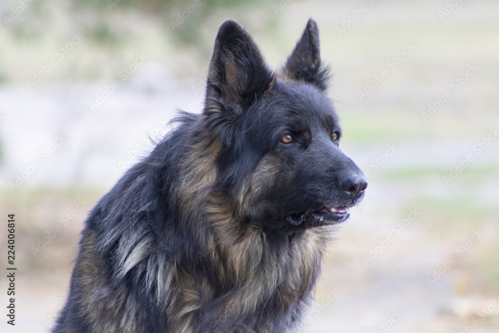 german shepherd german shepherd