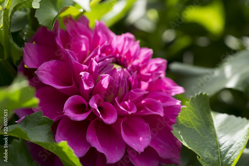 Fototapeta Naklejka Na Ścianę i Meble -  Pinke Dahlienblüte von der Seite im Garten