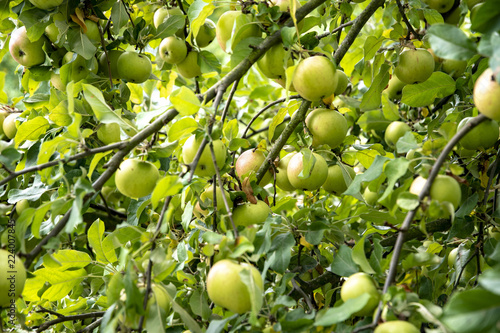 Apfelbaum Äpfel am Baum im September