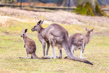 Wandcirkels Kangoeroe Kangoeroefamilie op grasland in park  © filmbildfabrik