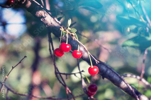 Bild auf Leinwand Cherry berries on the branches in the garden in sunlight