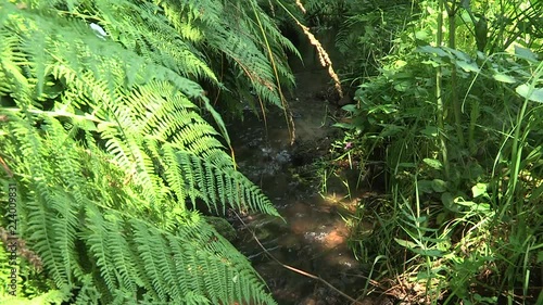 ruisseau en sous bois