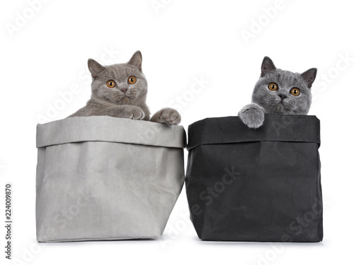 Canvas Print Young duo of excellent solid blue and cinnamon British Shorthair cats sitting in