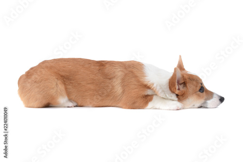 Fototapeta Naklejka Na Ścianę i Meble -  tired Pembroke welsh corgi puppy at rest isolated white background
