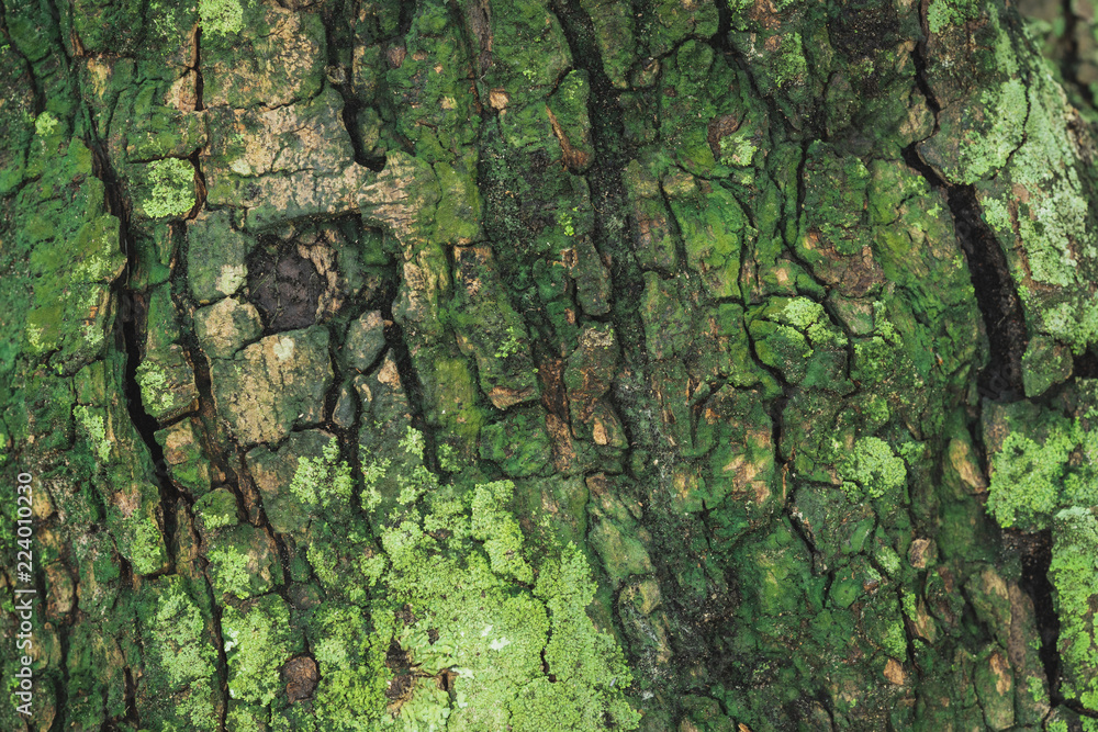 Texture of the old bark background with green moss Texture of the old bark background with green moss