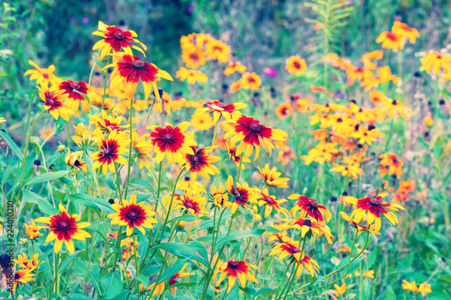 Vintage flower background. Black-eyed Susan Flowers in a garden © vvvita