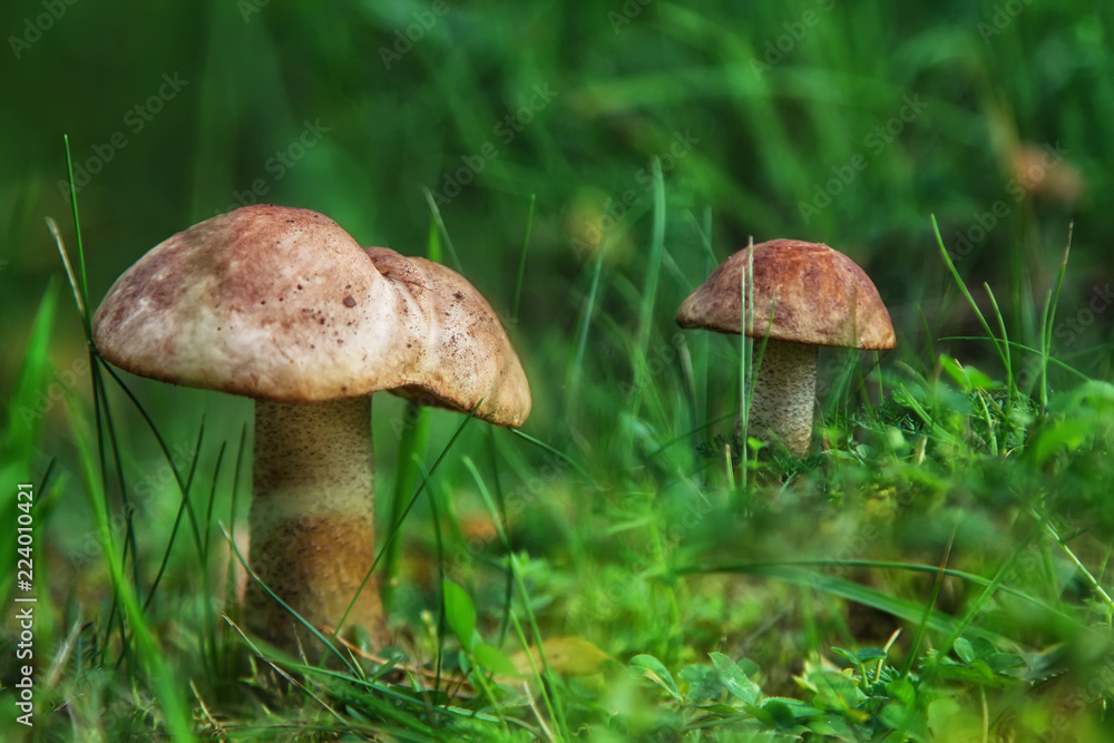 Beautiful mushroom in the forest. Natural composition Beautiful mushroom in the forest. Natural composition