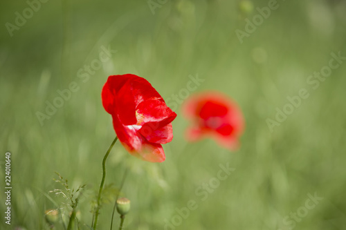 Fototapeta Naklejka Na Ścianę i Meble -  Mohnblumen