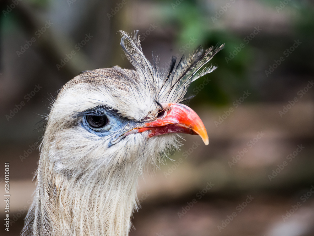 Fototapeta premium Red-legged Seriema bird