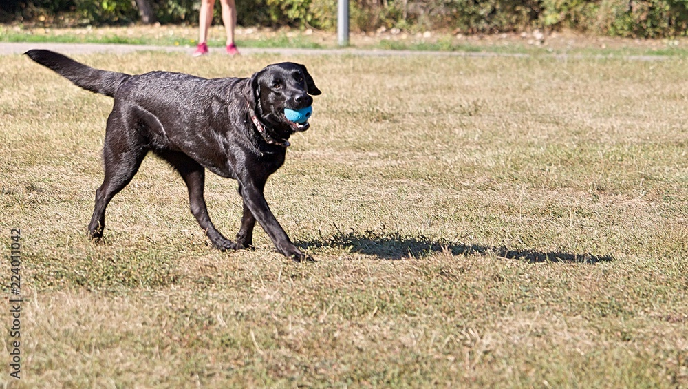 Black Labrador plays outside in the park
