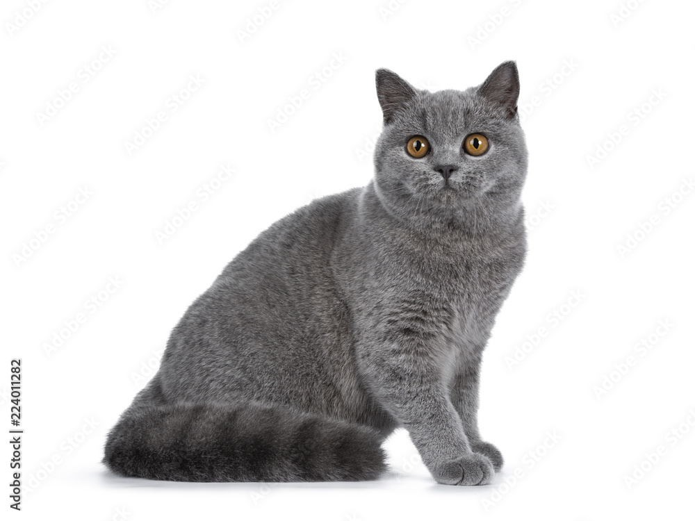 Handsome young solid blue British Shorthair cat sitting side ways with tail beside body, looking straight at lens with orange eyes, isolated on white background