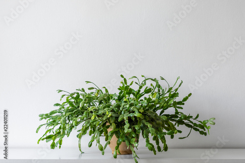 Large succulent house plant on white shelf against white wall. Indoor potted plant background with copy space. Modern room decoration.