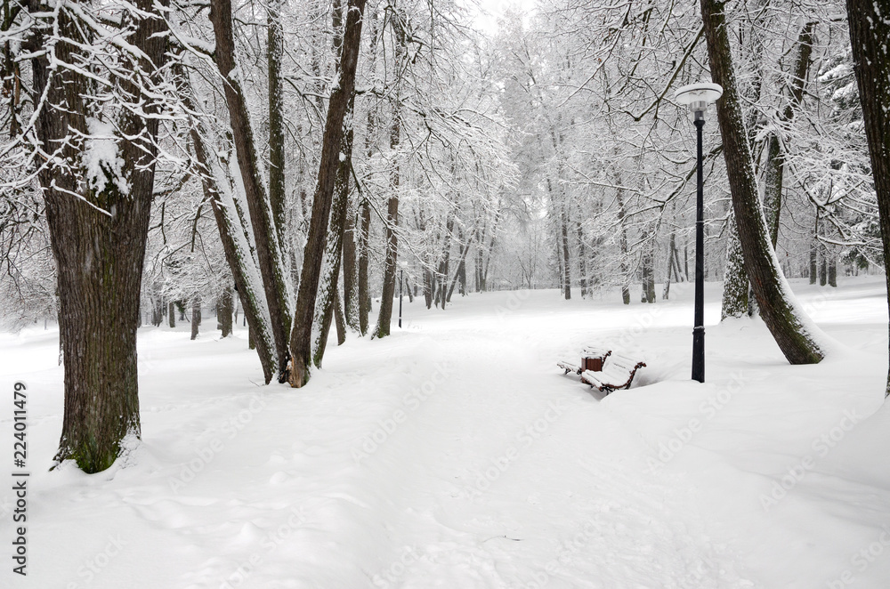 Serene winter landscape with snow covered trees in park during heavy snowfall. Serene winter landscape with snow covered trees in park during heavy snowfall.