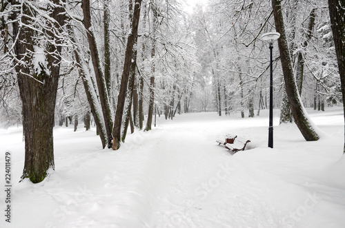 Serene winter landscape with snow covered trees in park during heavy snowfall.  © valeriy boyarskiy