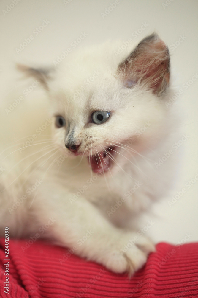 Fototapeta premium cute fluffy white kitten