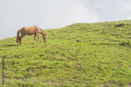horse eating grass © Code Nemesis